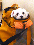 ピース部長